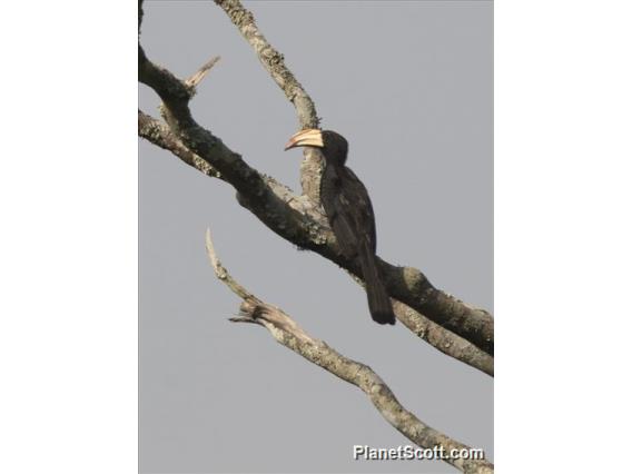 Congo Pied Hornbill (Lophoceros fasciatus)