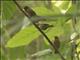 Jamesons Antpecker (Parmoptila jamesoni)