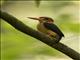 African Dwarf Kingfisher (Ispidina lecontei)