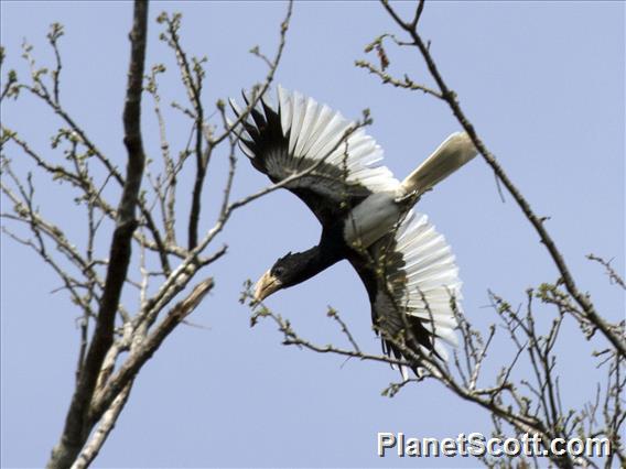 Piping Hornbill (Bycanistes fistulator)