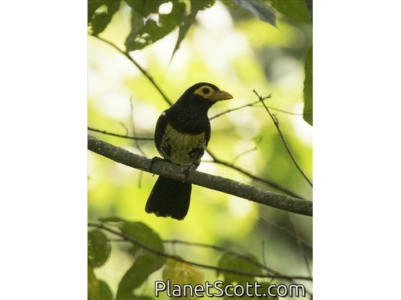 Yellow-billed Barbet (Trachyphonus purpuratus)