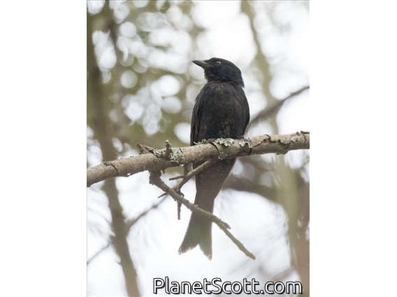 Fork-tailed Drongo (Dicrurus adsimilis)