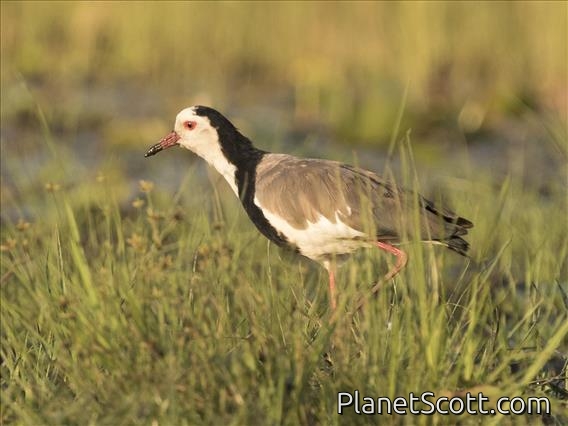 Long-toed Lapwing (Vanellus crassirostris)