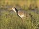 Long-toed Lapwing (Vanellus crassirostris)