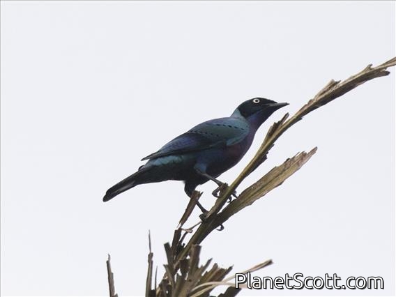 Splendid Starling (Lamprotornis splendidus)