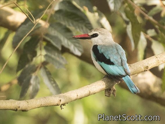 Woodland Kingfisher (Halcyon senegalensis)