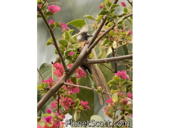 Speckled Mousebird (Colius striatus)