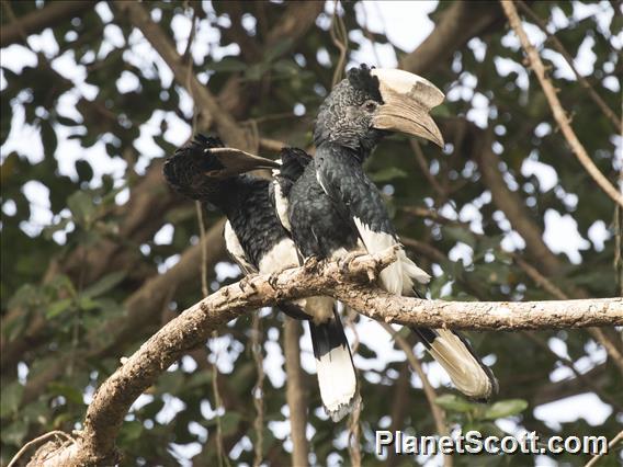 Black-and-white-casqued Hornbill (Bycanistes subcylindricus)