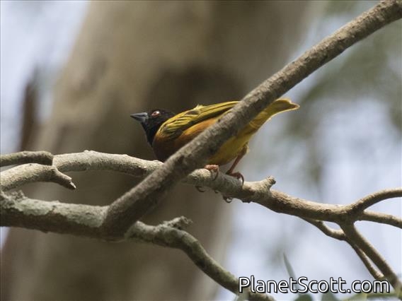 Golden-backed Weaver (Ploceus jacksoni)