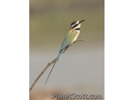 White-throated Bee-eater (Merops albicollis)