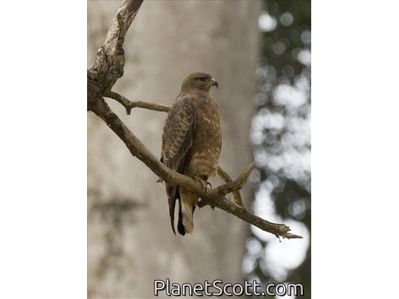 Common Buzzard (Buteo buteo)