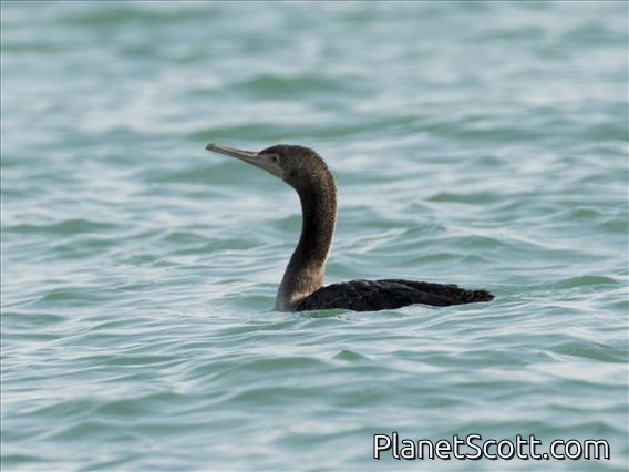 Socotra Cormorant (Phalacrocorax nigrogularis)