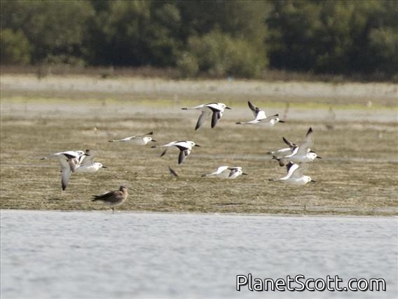 Crab Plover (Dromas ardeola)