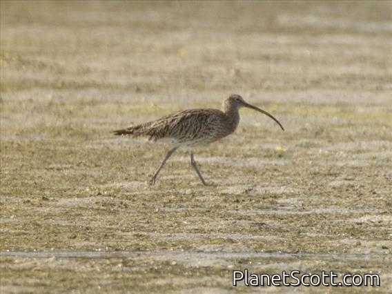 Eurasian Curlew (Numenius arquata)