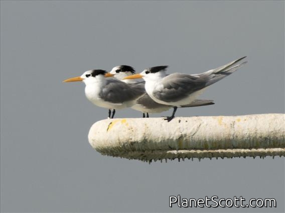 Lesser Crested Tern (Thalasseus bengalensis)