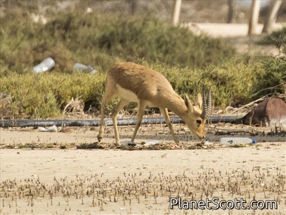 Arabian Gazelle (Gazella arabica)
