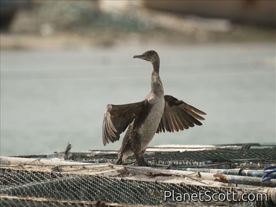 Socotra Cormorant (Phalacrocorax nigrogularis)