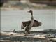 Socotra Cormorant (Phalacrocorax nigrogularis)