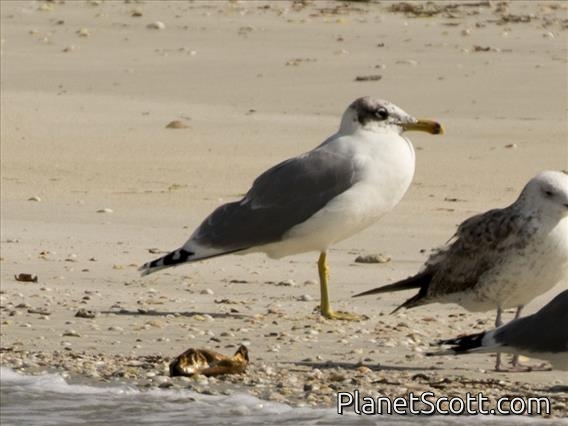 Pallas Gull (Ichthyaetus ichthyaetus)