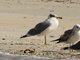 Pallas's Gull (Ichthyaetus ichthyaetus)