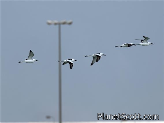 Crab Plover (Dromas ardeola)