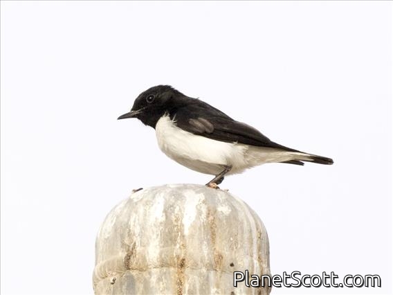 Hume's Wheatear (Oenanthe albonigra)