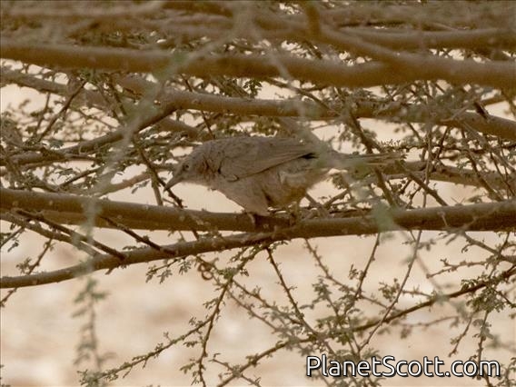 Arabian Babbler (Turdoides squamiceps)