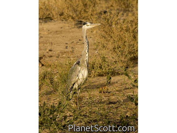 Gray Heron (Ardea cinerea)