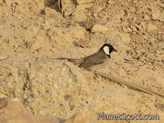 White-eared Bulbul (Pycnonotus leucotis)