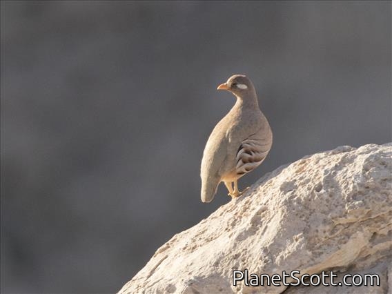 Sand Partridge (Ammoperdix heyi)