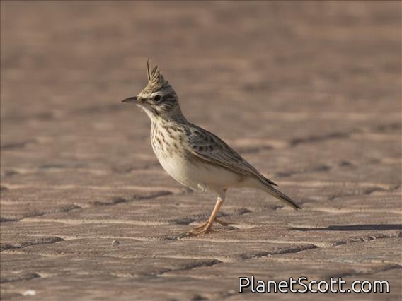Crested Lark (Galerida cristata)