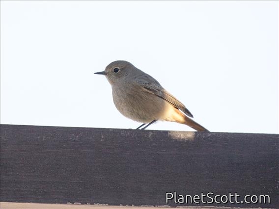 Black Redstart (Phoenicurus ochruros) - Female