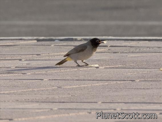White-spectacled Bulbul (Pycnonotus xanthopygos)