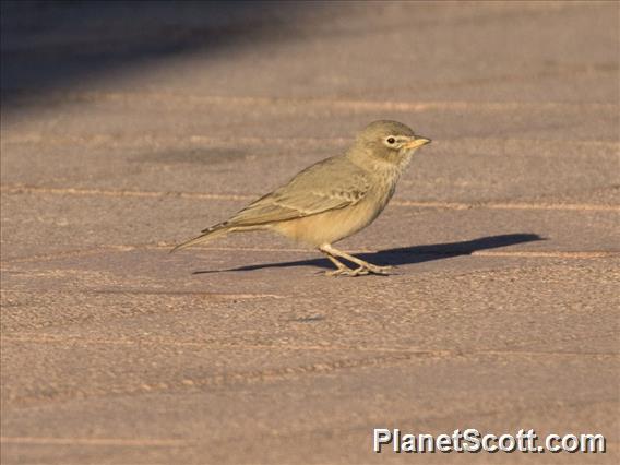 Desert Lark (Ammomanes deserti)