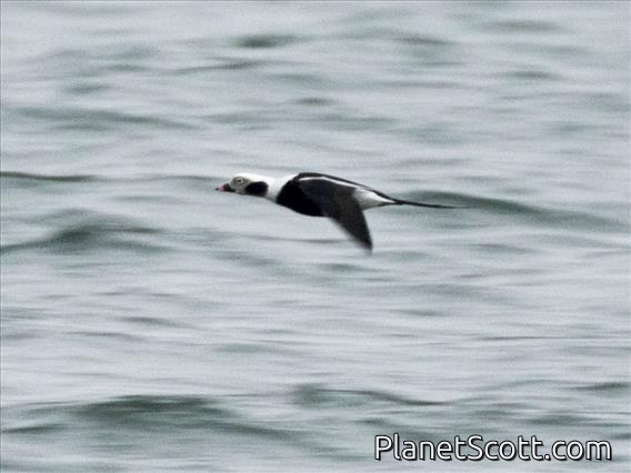 Long-tailed Duck (Clangula hyemalis) - Winter Male