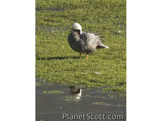 Emperor Goose (Anser canagica)