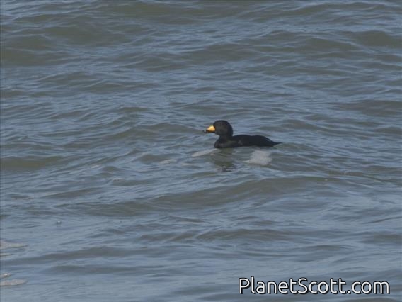 Black Scoter (Melanitta americana)