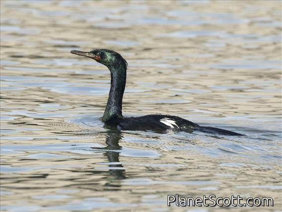 Pelagic Cormorant (Phalacrocorax pelagicus)