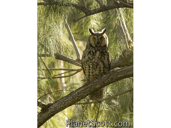 Long-eared Owl (Asio otus)