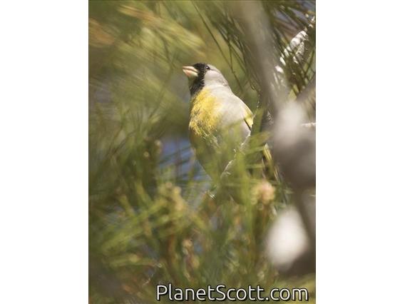 Lawrence's Goldfinch (Spinus lawrencei)