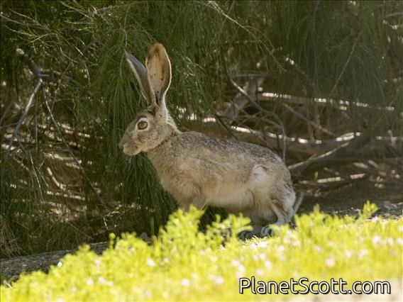 Black-tailed Jackrabbit (Lepus californicus)