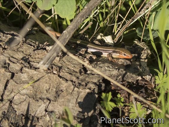 Western Skink (Eumeces skiltonianus)