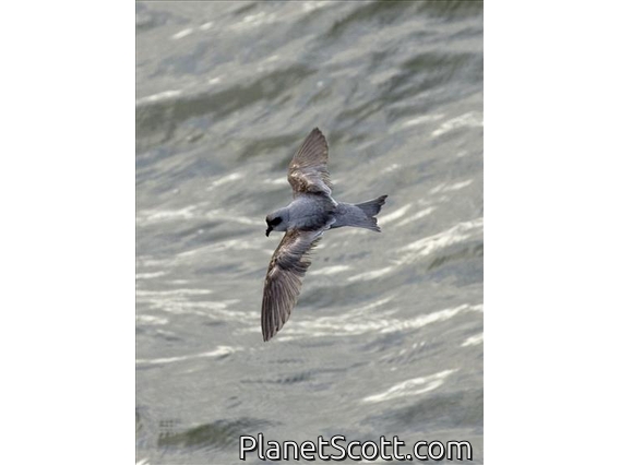 Fork-tailed Storm-Petrel (Oceanodroma furcata)