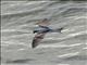 Fork-tailed Storm-Petrel (Oceanodroma furcata)