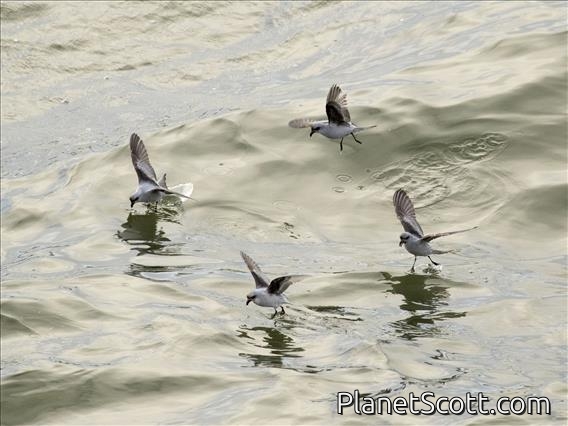 Fork-tailed Storm-Petrel (Oceanodroma furcata)