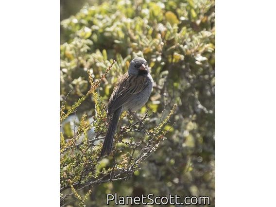 Black-chinned Sparrow (Spizella atrogularis)