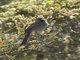 Black-chinned Sparrow (Spizella atrogularis)