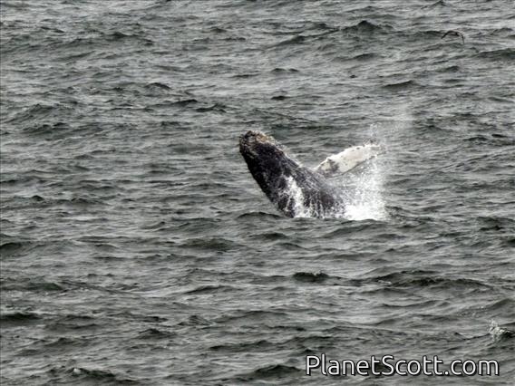 Humpback Whale (Megaptera novaeangliae)