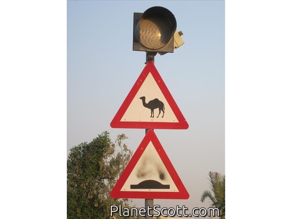 Watch out for camels