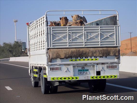 Camel Truck
